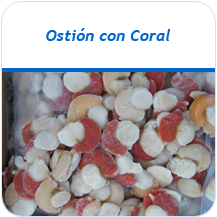 Ostin con coral congelado