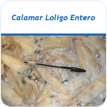 Calamar Loligo entero congelado